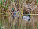 Mallard Duck - Kaczka Krzyżówka